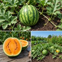 Tendersweet Orange Watermelon Seeds for Home Garden Growing and Summer Harvest