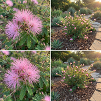 Calliandra eriophylla Pink Flower Seeds for Home Garden and Ornamental Landscaping