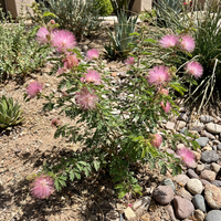 Pink Calliandra Eriophylla Plant Seeds for Planting – Heirloom, Non-GMO, High Germination Organic Garden Seeds