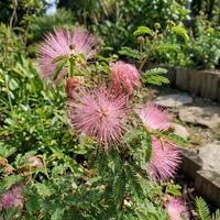 Pink Calliandra Eriophylla Flower Seeds for Home Garden and Landscape Use