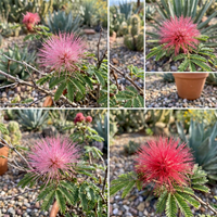 Pink Calliandra Eriophylla Plant Seeds for Planting – Heirloom, Non-GMO, High Germination Organic Garden Seeds