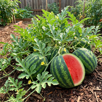 Seedless Watermelon Fruit Seeds for Planting – Heirloom Non-GMO High Germination Organic Garden Seeds