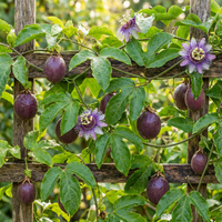Purple Passion Fruit Seeds for Home Garden Cultivation and Tropical Vine Growing