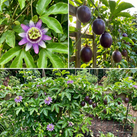 Mixed Color Passion Flower Seeds – Non-GMO, Heirloom, High Germination Organic Garden Seeds for Planting