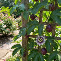Mixed Color Passion Flower Seeds – Non-GMO, Heirloom, High Germination Organic Garden Seeds for Planting