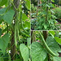Green Tepary Bean Seeds for Home Garden Growing and Dry Climate Conditions
