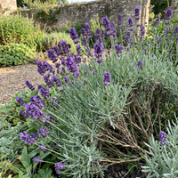 English Lavender Seeds for Home Garden Growing with Fragrant Purple Blooms