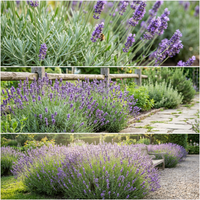 Lavandula angustifolia English Lavender Seeds for Home Garden and Landscape Use