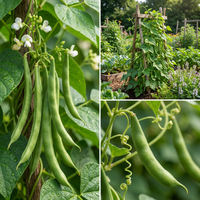 Missouri Wonder Pole Bean Seeds for Home Garden Climbing Green Bean Variety
