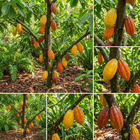 Cacao Fruit Seeds for Tropical Garden Growing Chocolate Tree Variety