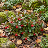 Heirloom Red Wintergreen Fruit Seeds for Planting – Hardy Berries for a Vibrant Garden, Non-GMO Seeds