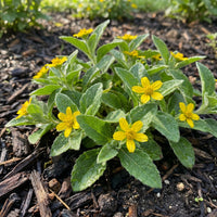 Chrysogonum Virginianum Flower Seeds for Home Garden Perennial Plant