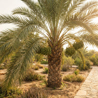 Phoenix dactylifera ‘Medjool’ Date Palm Seeds for Home Garden and Warm Climate Cultivation