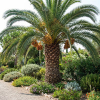 Medjool Date Palm Seeds for Home Garden Growing and Tropical Landscape Use