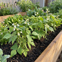 White Tepary Bean Seeds for Planting – Heirloom, Non-GMO, High Germination Organic Garden Seeds for Drought-Tolerant Beans
