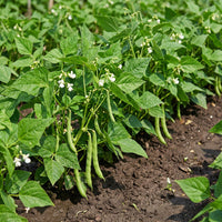 White Tepary Bean Seeds for Planting – Heirloom, Non-GMO, High Germination Organic Garden Seeds for Drought-Tolerant Beans