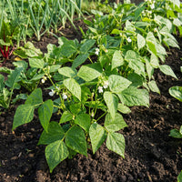 White Tepary Bean Seeds for Home Garden Growing and Dry Climate Cultivation