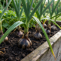 Black Garlic Seeds Multi-Colour Variety for Home Garden and Culinary Growing