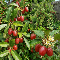 Goumi Berry Fruit Seeds (Elaeagnus multiflora) for Home Garden and Berry Collection