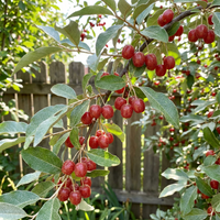Goumi Berry Fruit Seeds (Elaeagnus multiflora) for Home Garden and Berry Collection