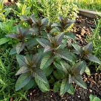 Chocolate Mint Herb Seeds (Mentha × piperita) for Home Garden Growing