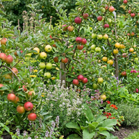 Mixed Apple Seeds for Home Garden Growing with Multiple Traditional Apple Varieties
