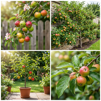 Malus domestica Mixed Apple Seeds for Home Garden Growing and Variety Collection