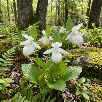 White Lady’s Slipper Flower Seeds (Cypripedium acaule) – Woodland Orchid Variety
