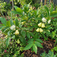 Syzygium jambos Fruit Variety for Tropical and Subtropical Gardens give description