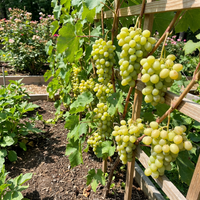 Heirloom Cotton Candy Grapes Fruit Seeds for Planting – Non-GMO, High Germination Organic Garden Seeds