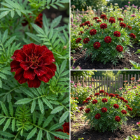 Tagetes erecta Dark Red Marigold Flower Seeds for Home Garden Beds and Borders