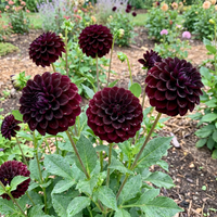 Dahlia pinnata Black Pompon Variety Flower Seeds for Decorative Garden Display