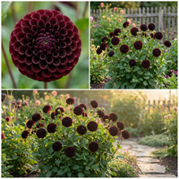 Dahlia pinnata Black Pompon Variety Flower Seeds for Decorative Garden Display