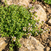 Orange Creeping Thyme Seeds – Heirloom, Non-GMO, High Germination Organic Garden Seeds for Drought-Tolerant Ground Cover & Landscaping