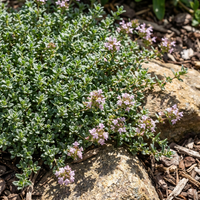 Orange Creeping Thyme Seeds for Drought Tolerant Ground Cover and Garden Landscaping
