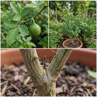Green Bel/Bilva Patra/Bael Fruit Seeds for Planting – Heirloom, Non-GMO, High Germination Organic Garden Seeds