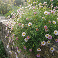 Erigeron karvinskianus Mexican Daisy Flower Seeds for Garden Borders and Ground Cover
