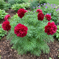 Double Flowering Fernleaf Peony with Finely Cut Foliage and Fragrant Spring Blooms