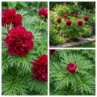 Double Flowering Fernleaf Peony with Finely Cut Foliage and Fragrant Spring Blooms