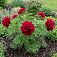 Paeonia tenuifolia Double Flowering Fernleaf Peony with Fragrant Spring Flowers
