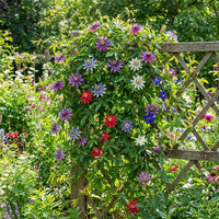 Mixed Passion Flower Seeds for Planting Perfect for Borders Heirloom & GMO Free Seeds for Home Garden
 
 Sale