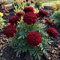 Dark Red Marigold Flower Seeds for Planting - Vibrant Annuals
