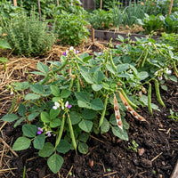 Phaseolus acutifolius Brown Tepary Bean for Home Garden