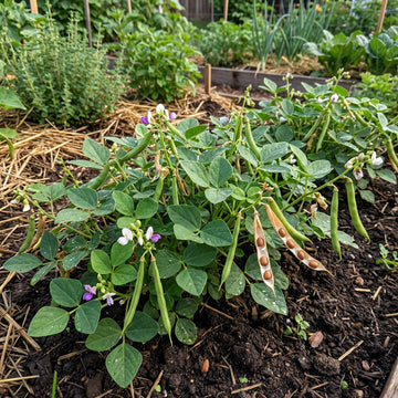 Brown Tepary Bean Seeds for Home Garden and Traditional Growing