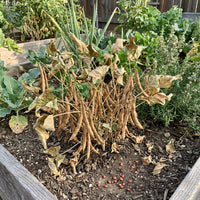 Phaseolus acutifolius Brown Tepary Bean for Home Garden