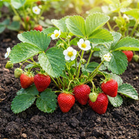 Albion Strawberry Fruit Seeds for Home Garden Berry Growing
