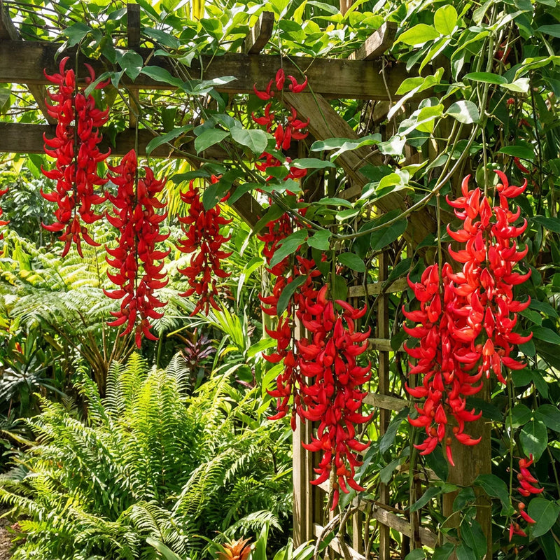 Red Strongylodon Flower Seeds Planting Seeds for Thriving and Vibrant Garden Displays