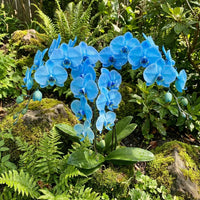 Blue Butterfly Orchid Flower seeds for Planting - Long Bloom Season, Heirloom & GMO Free Seeds for Home Garden