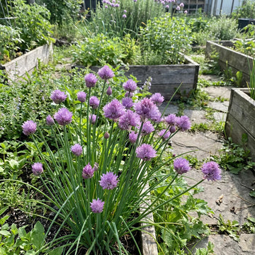 Rustic Ciboulette Seeds for Planting