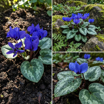 Blue Cyclamen Flower seeds for Planting Compact Growth Heirloom & GMO Free Seeds for Home Garden 
 
 Sale